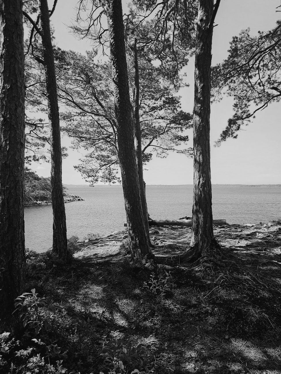 Nordic fjord covered in pine and mist