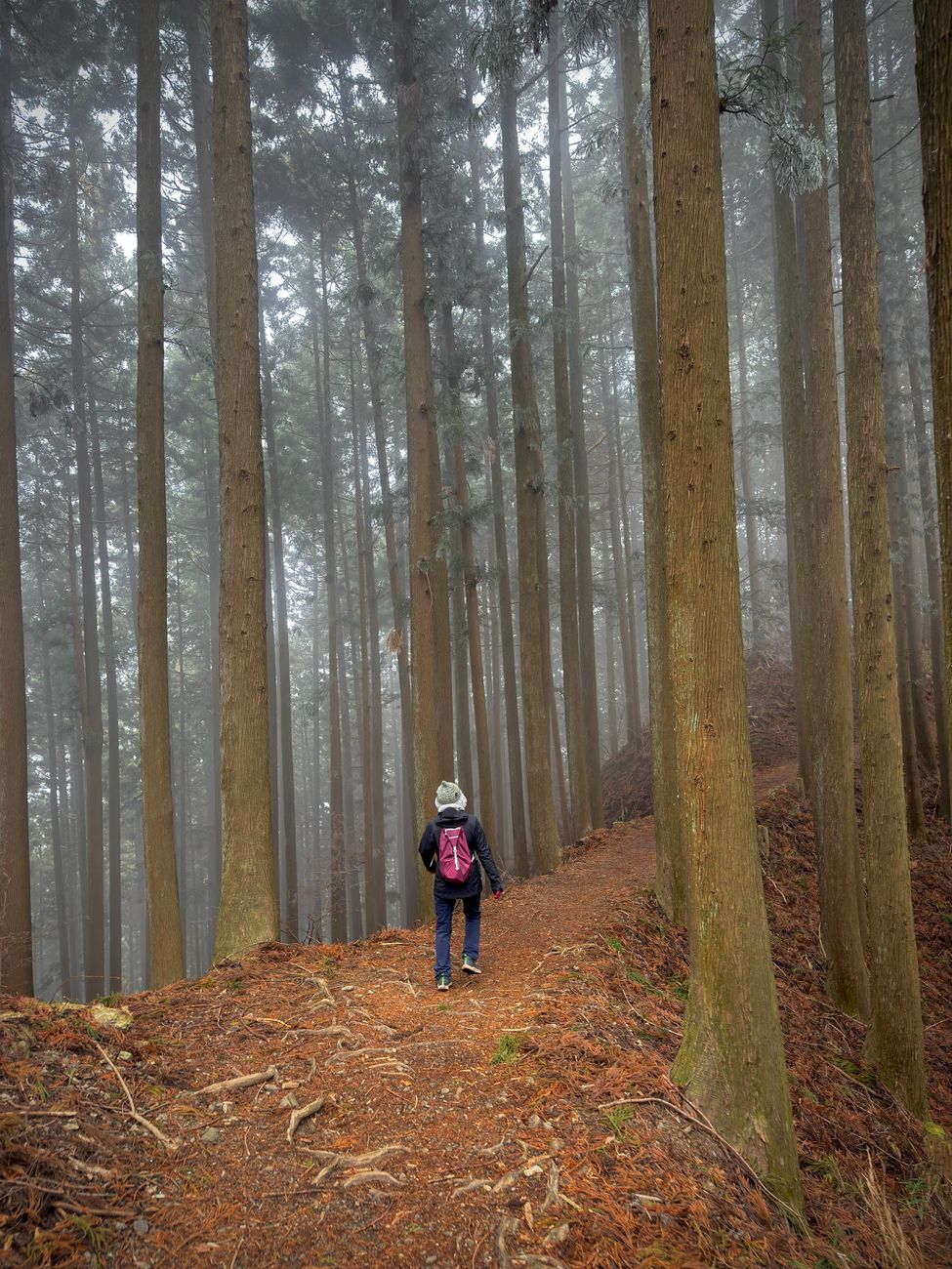 Ancient stone path through Japanese cedar forest